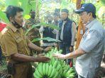 bupati-tanjabbar-anwar-sadat-melakukan-panen-perdana-pisang-cavendish.jpg