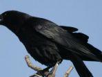 burung-gagak-b.jpg