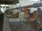 daging-sapi_20180608_131115.jpg