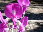 darling-pea_20180524_101943.jpg