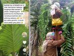 demam-keladi-di-tanah-air-dan-harga-keladi-yang-melonjak.jpg
