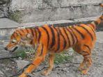 foto-anjing-yang-dicat-mirip-harimau-di-malaysia-menjadi-viral.jpg