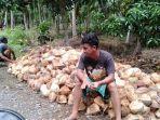 harga-kelapa-dalam-di-tanjabtim-turun.jpg