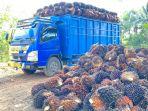 harga-tbs-kelapa-sawit-qw.jpg