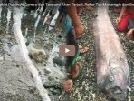 ikan-oarfish-yang-ditemukan-warga-singapura_20180930_194520.jpg