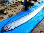 ikan-oarfish.jpg