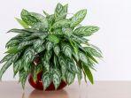 ilustrasi-aglonema-mariashutterstockdropstock.jpg