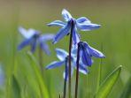 ilustrasi-bunga-amsonia-atau-blue-starunsplashanne-nygard.jpg