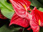 ilustrasi-bunga-anthurium-shutterstocknitiphat.jpg