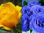 ilustrasi-bunga-mawar-kuning-dan-biru.jpg