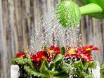 ilustrasi-menyiram-tanaman-hias-shutterstockzoom-team.jpg