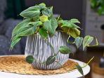ilustrasi-philodendron-shutterstockfirn.jpg