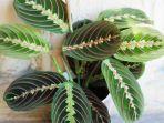 ilustrasi-tanaman-hias-calathea.jpg