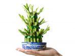 ilustrasi-tanaman-hias-dracaena-sanderiana-atau-bambu-rejekishutterstockpan-xunbin.jpg