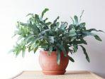 ilustrasi-tanaman-hias-phlebodium-aureum-atau-blue-star-fern.jpg