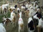 kambing.jpg