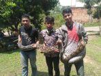 komunitas-ralu-jambee-menangkap-ular.jpg