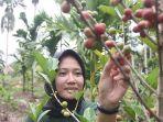 kopi-liberika_agroforestry_sinar-wajo.jpg
