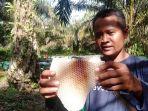 madu-lebah-geragai-pohon-akasia.jpg