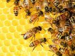 manfaat-propolis-untuk-kesehatan.jpg