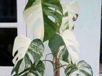 monstera-variegata.jpg