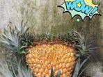 nanas-berukuran-jumbo-di-muarojambi.jpg