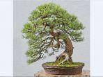 old-pine-bonsai.jpg