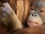 orangutan-sumatera1.jpg
