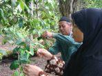 pak-sufardi-petani-gaharu.jpg