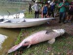 penemuan-ikan-besar-asal-amazon-di-sebuah-danau-di-sabah-malaysia.jpg