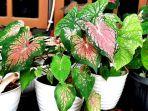 penyebab-daun-keladi-hias-jadi-menguning.jpg