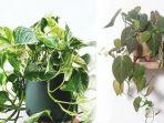 perbedaan-pothos-sirih-gading-dan-philodendron.jpg