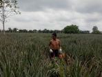 petani-nanas-tangkit_20180613_183052.jpg
