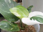 philodendron-white-knight.jpg