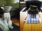 pose-lucu-kucing_20171006_212940.jpg