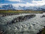 pulau-georgia-selatan-sebanyak-sejuta-penguin-raja-masing-masing-berdiri-setinggi-tiga-kaki.jpg