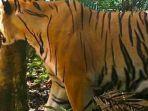 salah-satu-individu-baru-harimau-sumatera.jpg