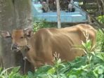 sapi-kurban_20180814_194804.jpg