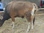 sapi-potong_20180820_171106.jpg