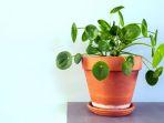 tanaman-hias-chinese-money-plant-atau-pilea-peperomioides.jpg