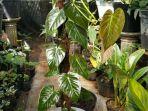 tanaman-philodendron-micans.jpg