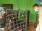 tempat-penyelamatan-satwa-tps-badan-konservasi-sumber-daya-alam-bksda-jambi.jpg