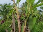unik-pohon-pisang-di-kuala-tungkal-ini-memiliki-dua-cabang.jpg