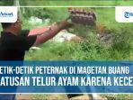 video-aksi-membuang-telur.jpg
