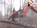 video-orangutan-melawan-buldoser-di-kalimantan-viral-di-media-sosial_20180609_154602.jpg