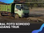 viral-foto-komodo-hadang-truk-di-pulau-rinca-begini-penjelasan-kementerian-lhk.jpg