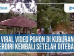 viral-video-pohon-di-kuburan-berdiri-kembali-setelah-ditebang.jpg