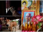 wanita-nikahi-sapi_20170726_142211.jpg