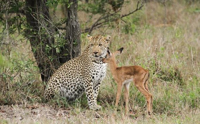 Seharusnya Dimakan, Kijang Ini Malah Berpelukan dengan Seekor Macan - KIJANG2.jpg