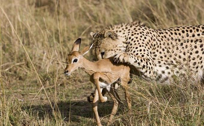 Seharusnya Dimakan, Kijang Ini Malah Berpelukan dengan Seekor Macan - KIJANG3.jpg
